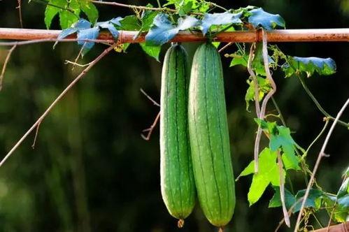 吃瓜二转,揭秘娱乐圈背后的惊人真相