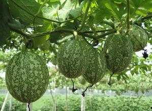 吊瓜的树的吊瓜可以吃吗,可食用之谜揭晓