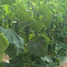 吃瓜多少钱一袋瓜种子,一袋瓜种，吃瓜多少钱？