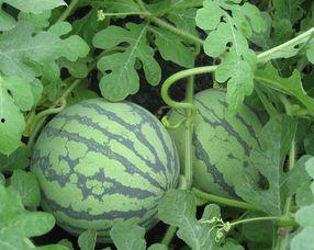 孕妇可以吃福瓜,福瓜助力母婴健康