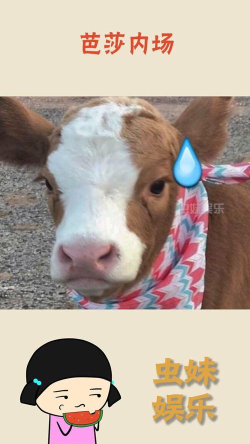 抖音吃瓜蛇,揭秘网络红人的幕后故事