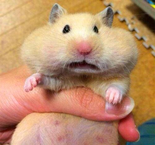 仓鼠为什么吃瓜,揭秘仓鼠为何对瓜类情有独钟