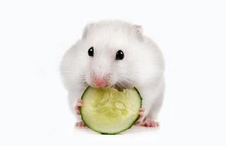 仓鼠为什么吃瓜,揭秘仓鼠为何对瓜类情有独钟