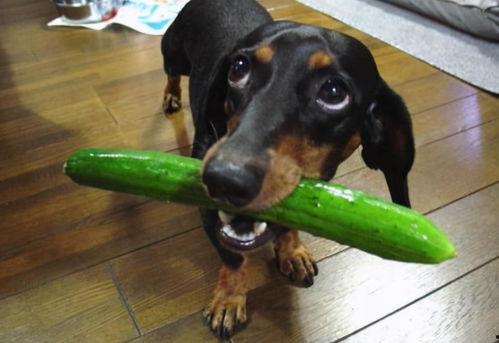 狗可以吃葫瓜,揭秘葫芦瓜的神奇魅力