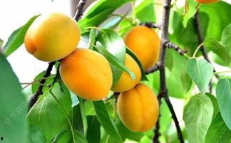 杏和瓜能一起吃吗