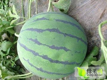 地雷瓜能煮着吃吗,既能观赏又能煮食的神奇果实