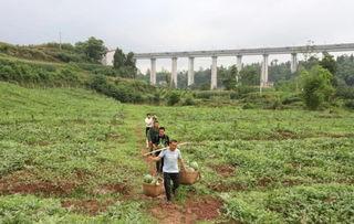 吃瓜村口集合,揭秘乡村生活百态