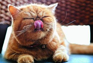 乳瓜猫咪可以吃不,揭秘猫咪饮食新选择