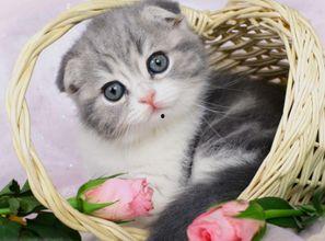 乳瓜猫咪可以吃不,揭秘猫咪饮食新选择