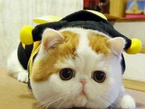 乳瓜猫咪可以吃不,揭秘猫咪饮食新选择