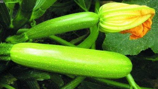 美女吃西葫芦瓜,美女与西葫芦瓜的浪漫邂逅