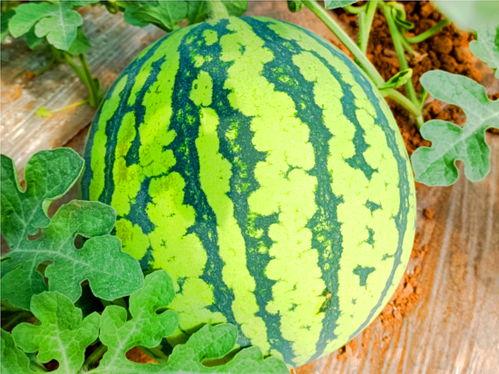 网络上吃瓜的,揭秘娱乐圈幕后故事