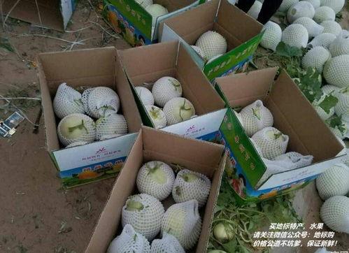 吃民勤哈密瓜视频,甘甜滋味，视觉与味蕾的双重盛宴