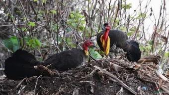 游戏吃瓜小能手,揭秘游戏界的趣味瓜田