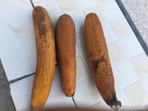 吃瓜老农美食,探寻乡村田园的味蕾盛宴  第2张