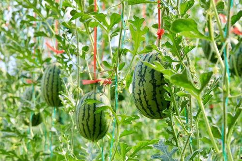 瓜地吃瓜图,夏日田园生活的悠闲画卷