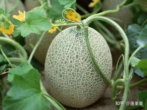 瓜地吃瓜图,夏日田园生活的悠闲画卷  第2张