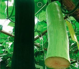 吃瓜被砍,吃瓜群众遭遇意外砍伤事件 第2张 吃瓜被砍,吃瓜群众遭遇意外砍伤事件 第2张