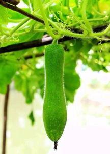 吃瓜被砍,吃瓜群众遭遇意外砍伤事件 第3张 吃瓜被砍,吃瓜群众遭遇意外砍伤事件 第3张