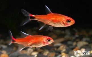 吃瓜灯鱼,揭秘水中“吃瓜群众”  第1张