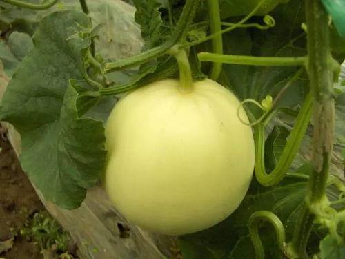 感冒可以吃小白瓜  第3张