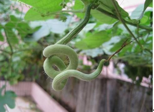 蛇瓜多久可以吃,从播种到品尝的等待之旅  第1张