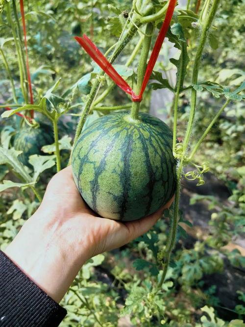 章圈吃瓜群,揭秘娱乐圈背后的那些事儿  第2张