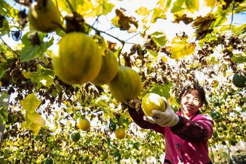 吃瓜群众瓜蒌,揭秘吃瓜群众的瓜田奇遇  第1张