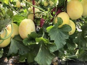 界首 吃瓜  第3张