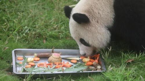 动物吃瓜的样子描写  第1张