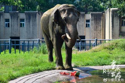 动物吃瓜的样子描写  第3张