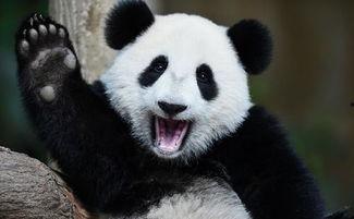 熊猫吃瓜小鬼,揭秘萌宠的趣味生活