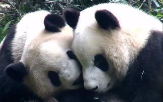 熊猫吃瓜小鬼,揭秘萌宠的趣味生活  第2张