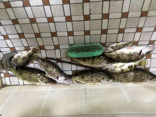 桂鱼吃瓜饵料鱼会吃吗,桂鱼对瓜饵料鱼的偏好探究  第1张