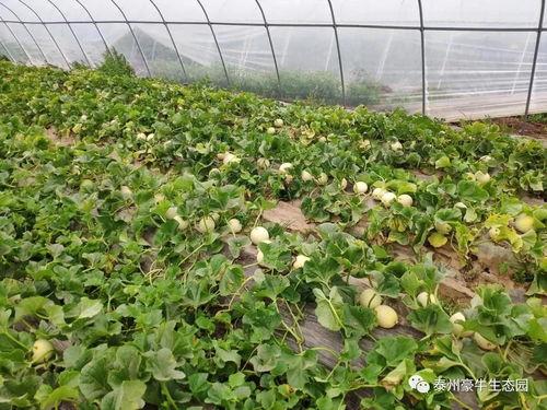 吃双陈的瓜