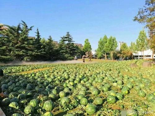 太和校园吃瓜,吃瓜群众的热议焦点  第3张